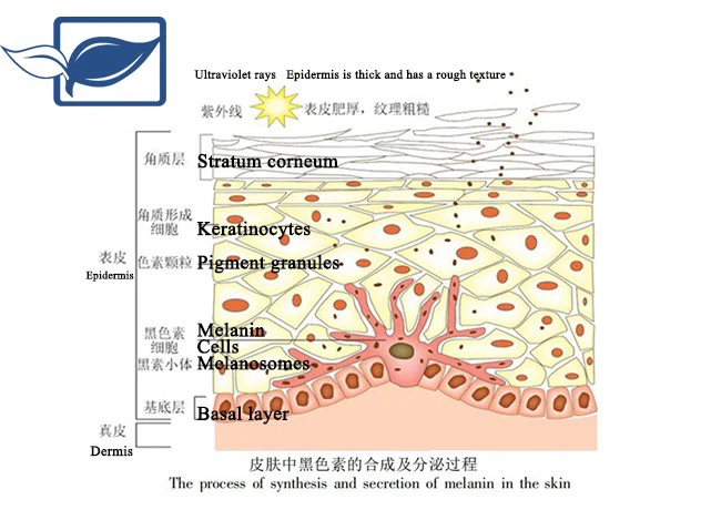 Glutathione